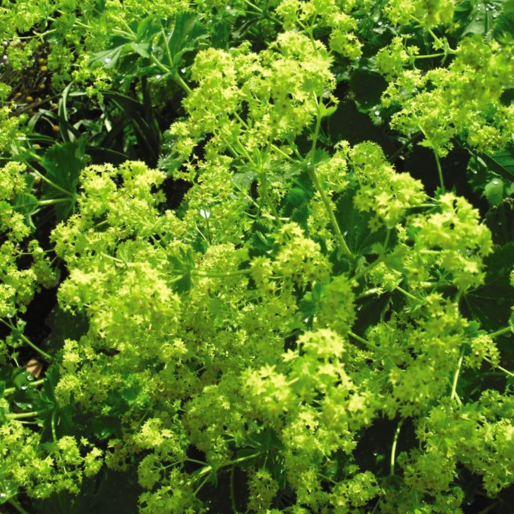 Thompson and Morgan Alchemilla Mollis Plant Pot 3L Image 1