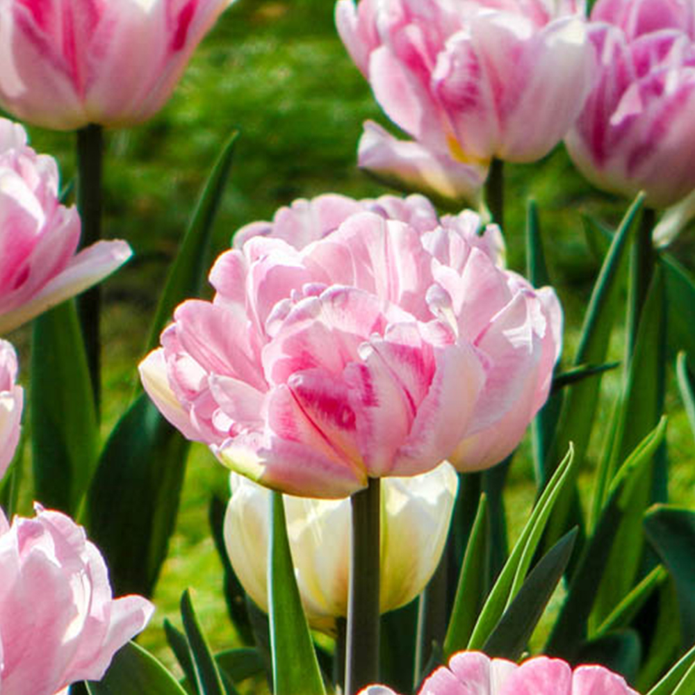wilko Tulip Double Pinks Planting Bulb 40 Pack Image 1