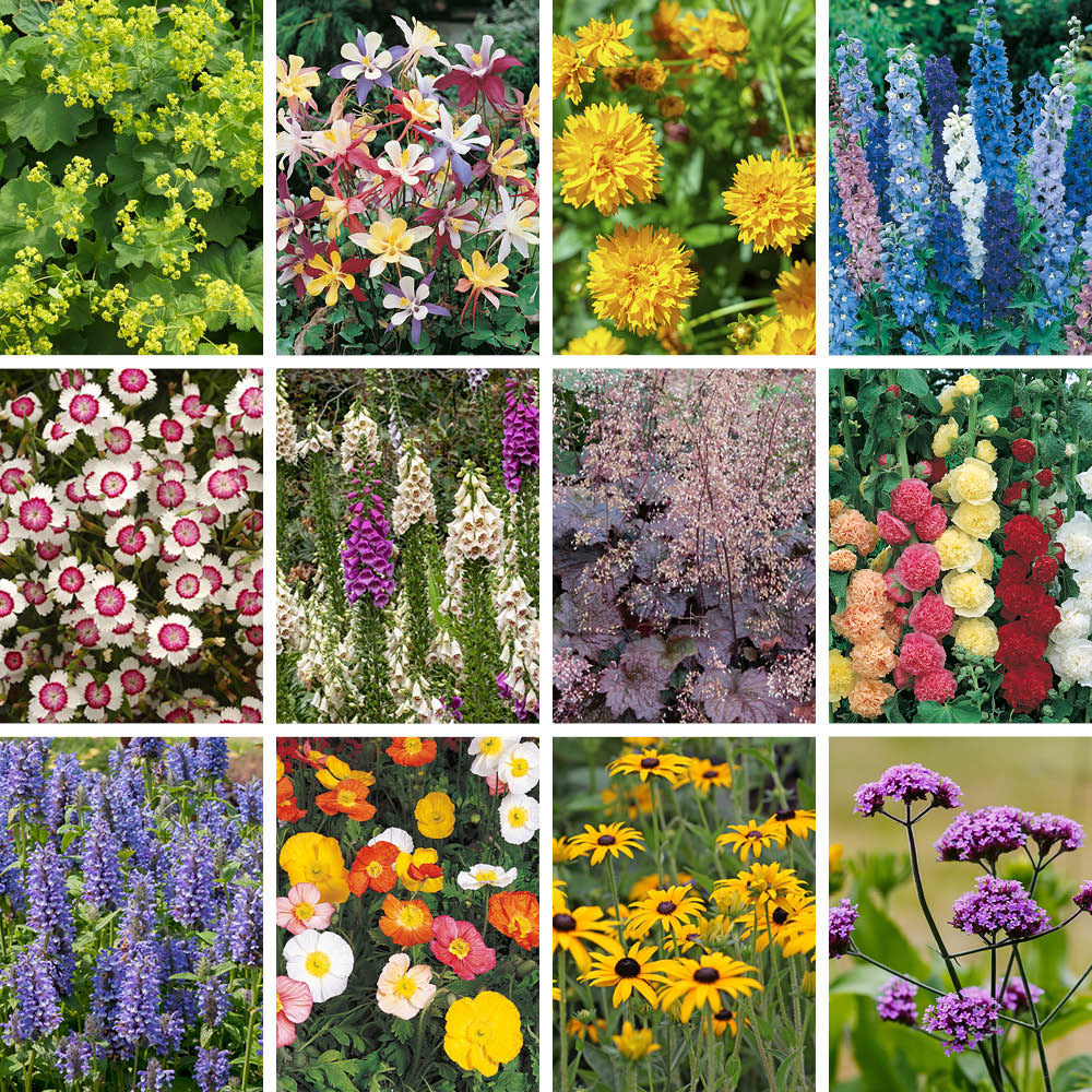 YouGarden Cottage Garden Perennial Collection Plug Plant 12 Pack Image 1
