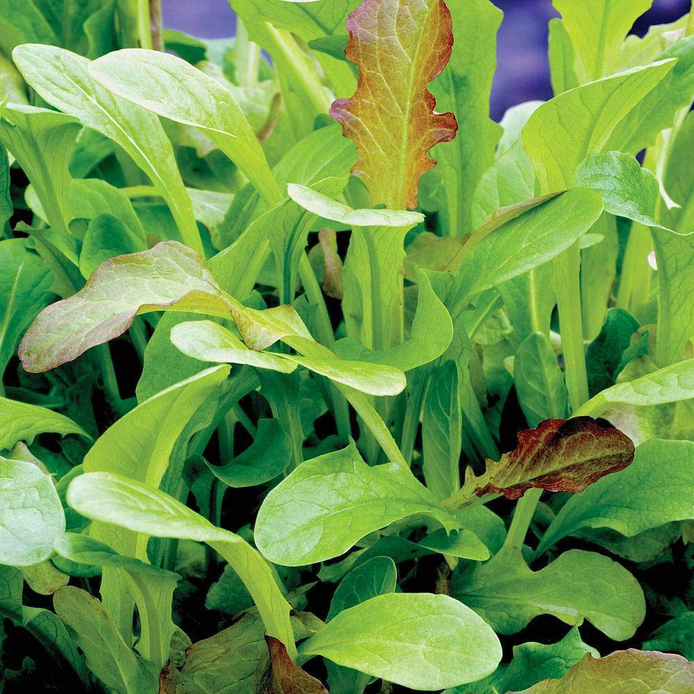 Thompson and Morgan Salad Leaves Mesclum Mixed Seeds Image