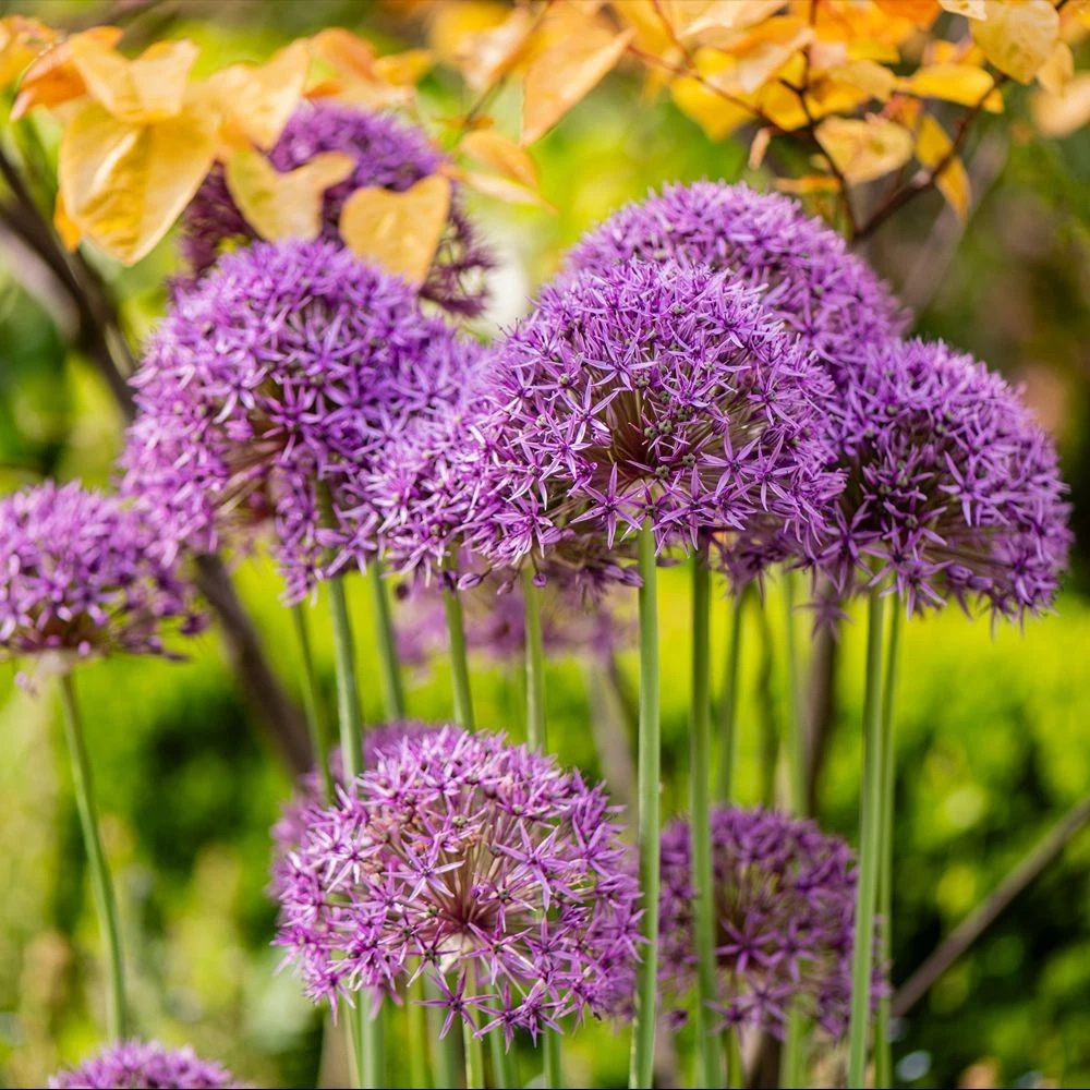 Thompson and Morgan Allium Collection Mixed Planting Bulb 100 Pack Image 7