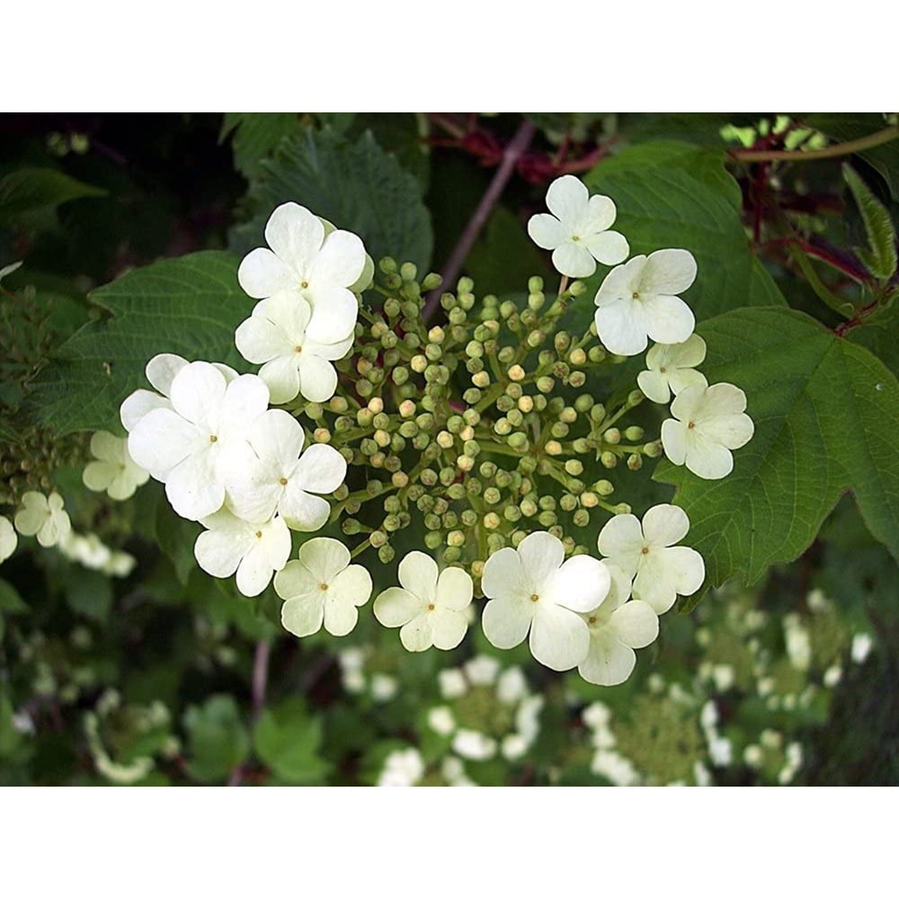 Inspirational Gifting Guelder Rose Bare Root Hedge Plant Sapling 3ft 5 Pack Image 2