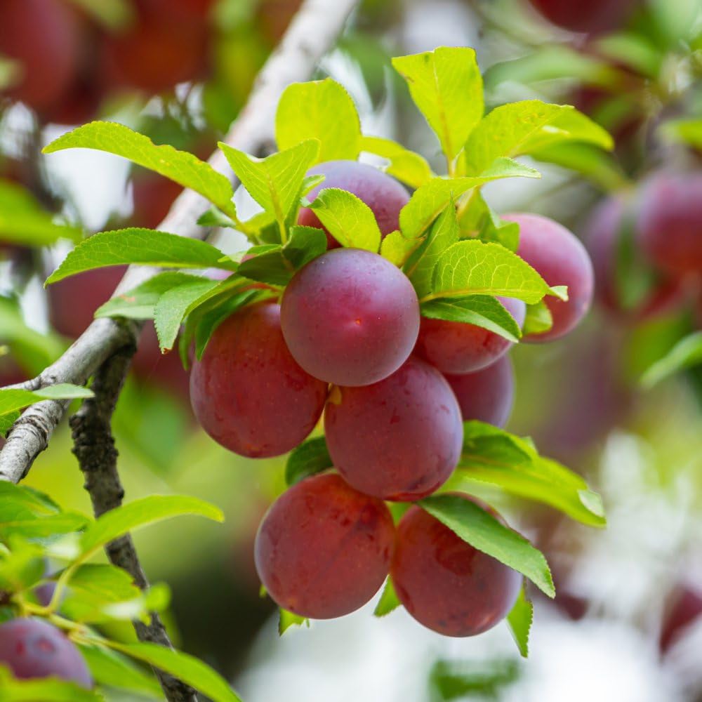 Thompson and Morgan Wonder Tree Plum Opal Plant in Pot 24cm Image 1