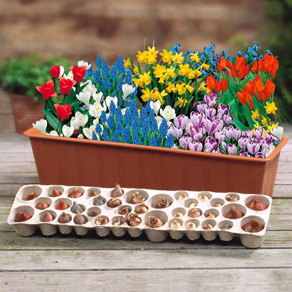 wilko Blooming Fast Balcony Beauty Pod Mixed Bulb 38 Pack Image 2