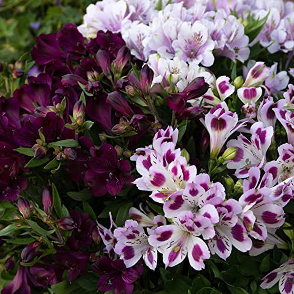 Thompson and Morgan Alstroemeria Inticancha Purple Passion Collection Jumbo Plugs 6 Pack Image 4