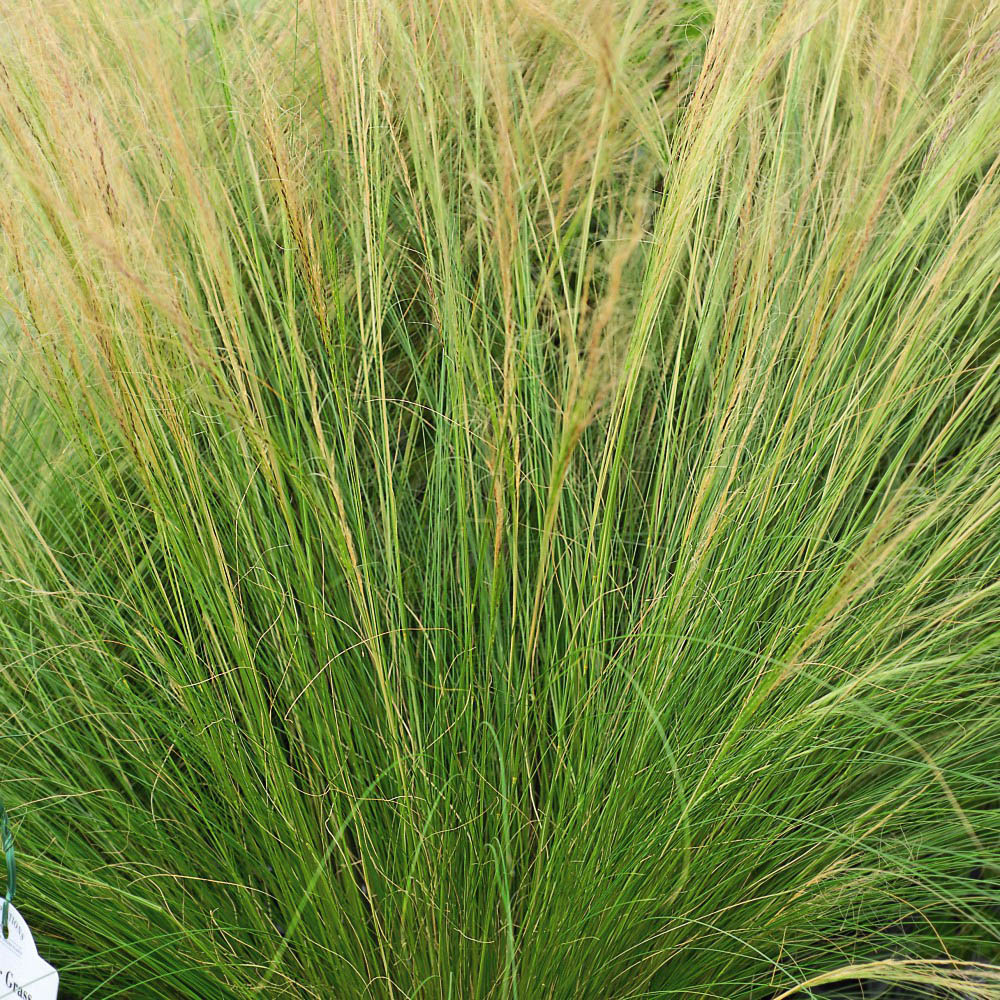 Thompson and Morgan Stipa Tenuissima Potted Plant 1L 2 Pack Image 4