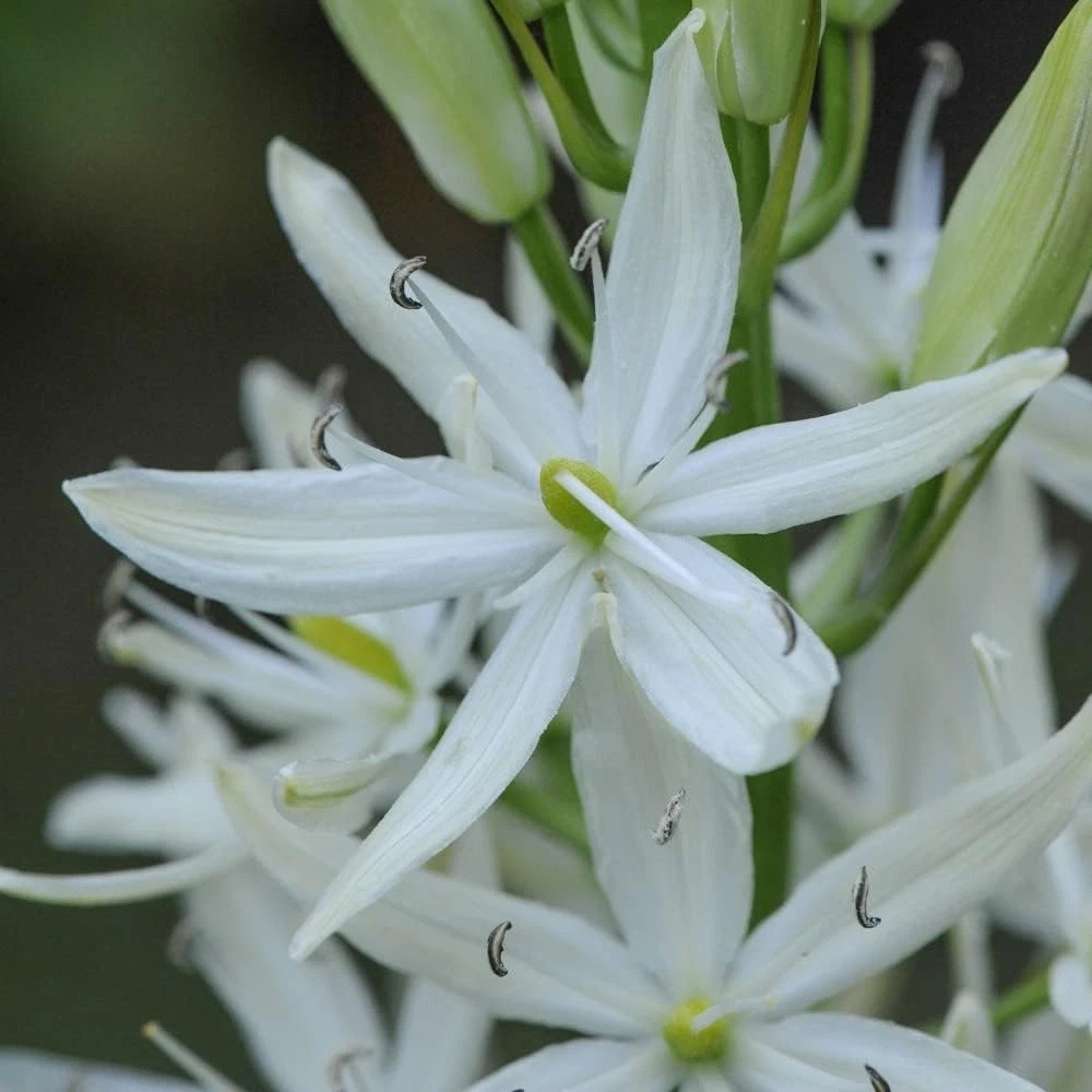 Thompson and Morgan Camassia Leichtlinii Alba Planting Bulb 6 Pack Image 2