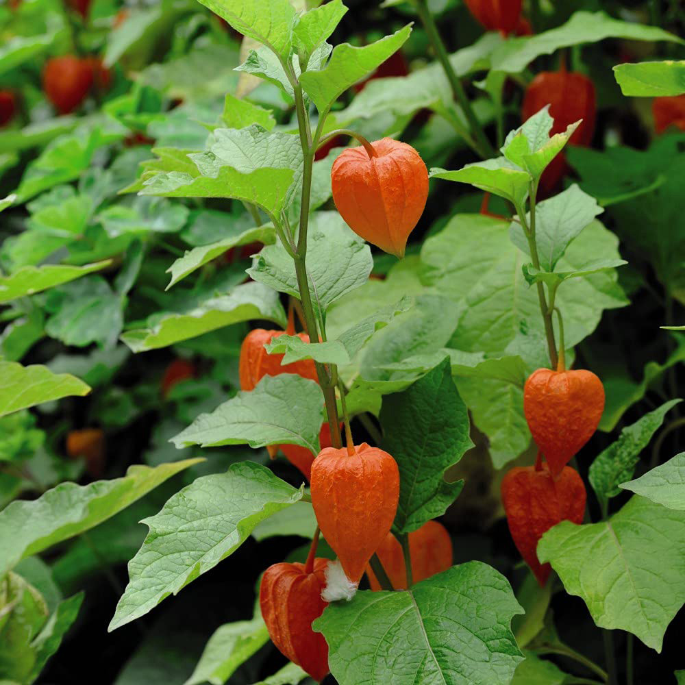 Thompson & Morgan Physalis Chinese Lantern Bare Root 6 Pack Image 2