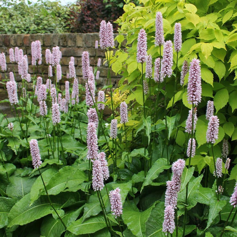 Thompson and Morgan Persicaria Bistorta Superba Plant Pot 9cm 2 Pack Image 2