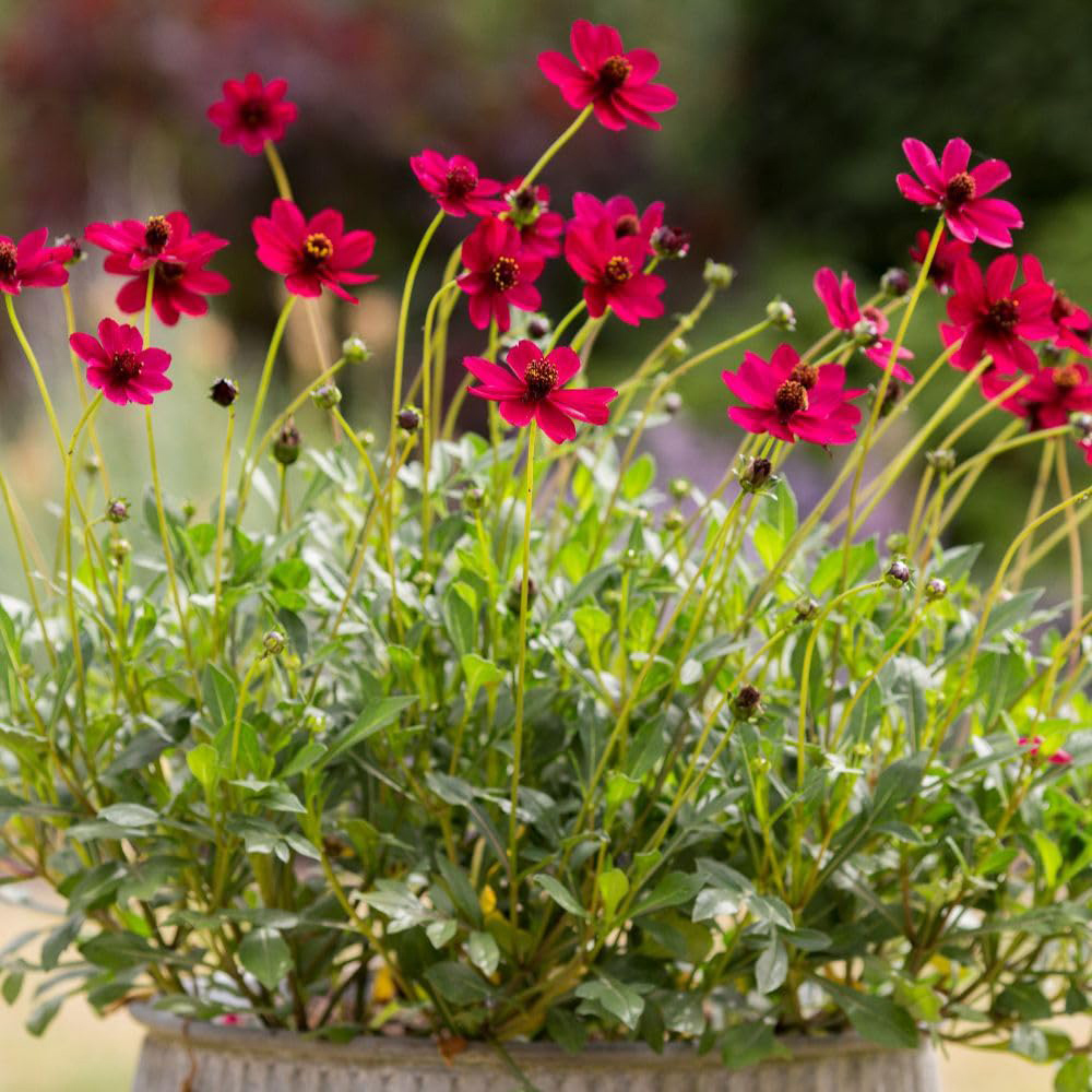 Thompson and Morgan Cosmos Atrosanguineus Cherry Chocolate Plant Pot 2L Image 5