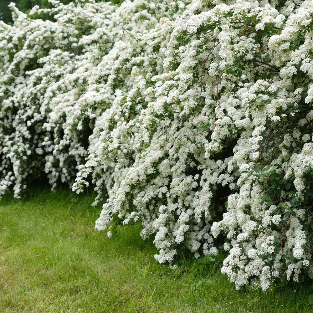 Thompson and Morgan Spiraea Arguta Potted Plant 9cm Image 2