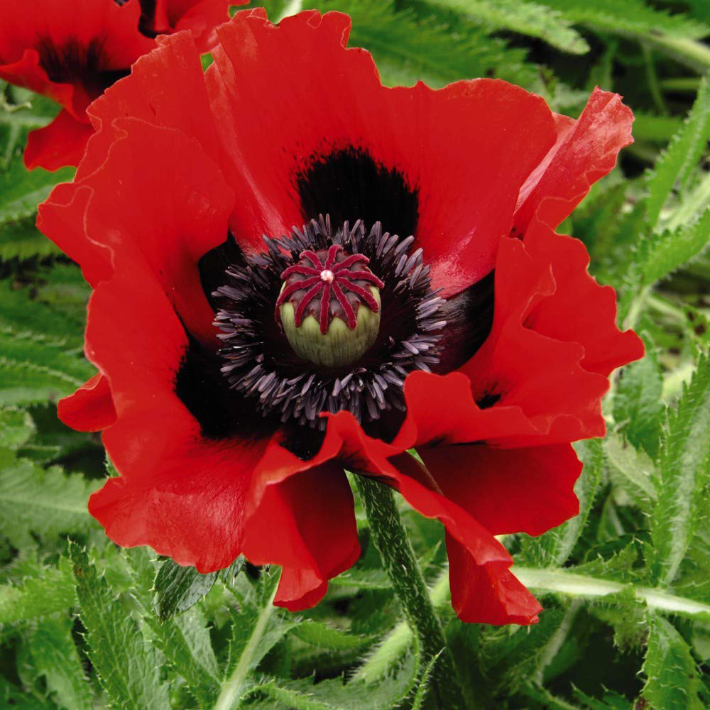 Thompson & Morgan Poppy Oriental Collection Bare Root 4 Pack Image 2