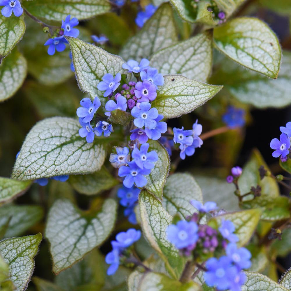 Thompson and Morgan Brunnera Macrophylla Jack Frost Plant Pot 9cm 3 Pack Image 2