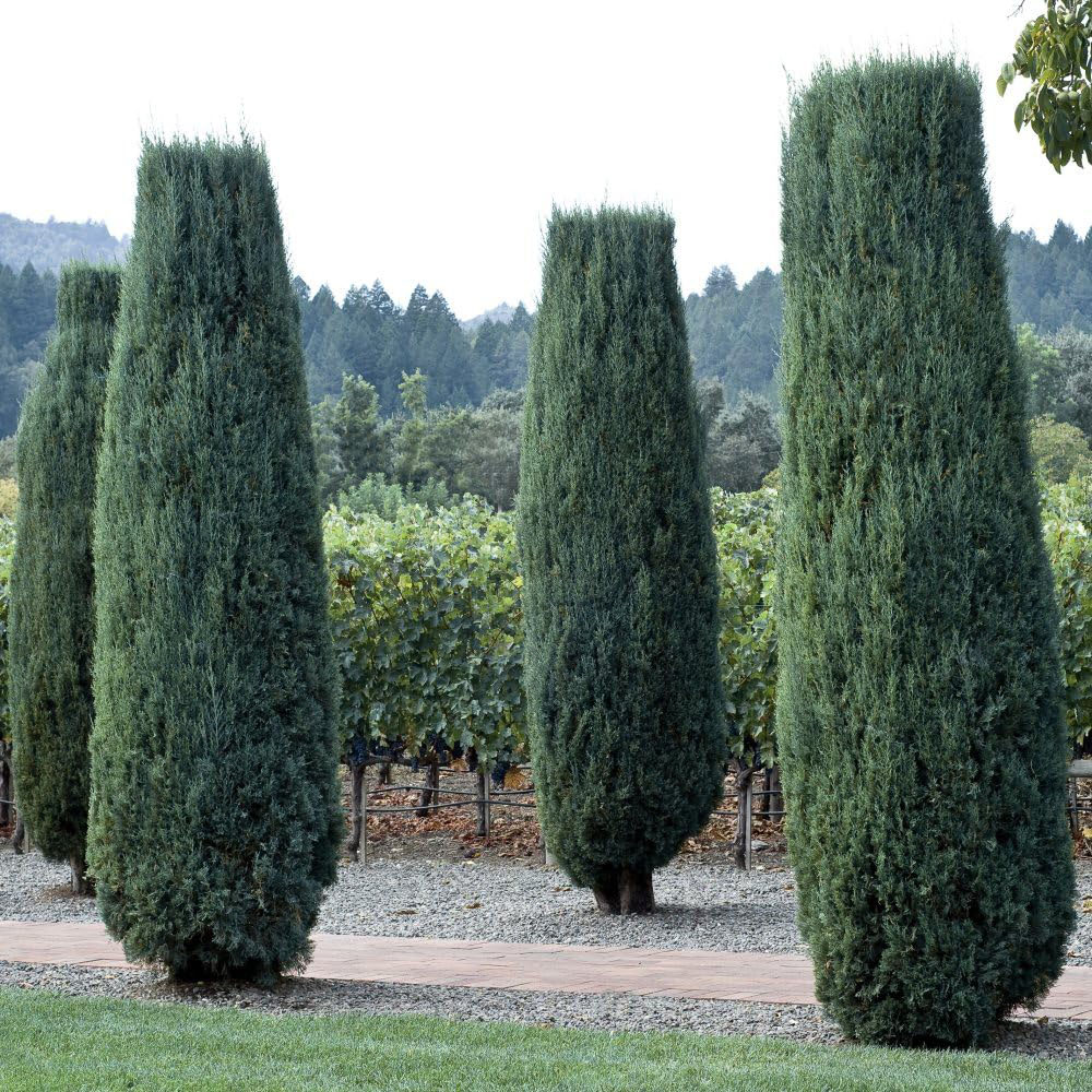 Thompson and Morgan Juniperus Scopulorum Moonglow Plant Pot 9cm 3 Pack Image 3