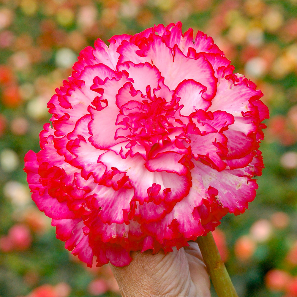 YouGarden Belgian Upright Giant Begonia Tuber 10 Pack Image 4