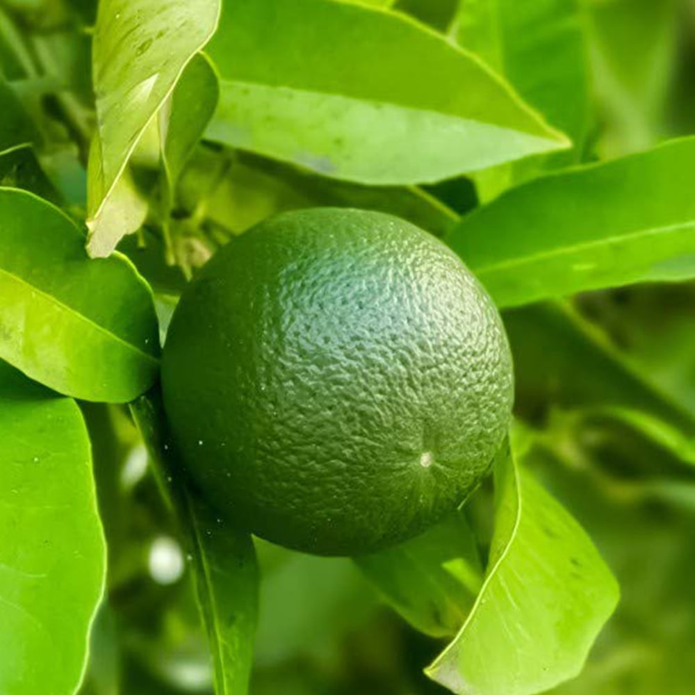 Thompson & Morgan Citrus Lime Tree Potted Plant 9cm 2 Pack Image 1