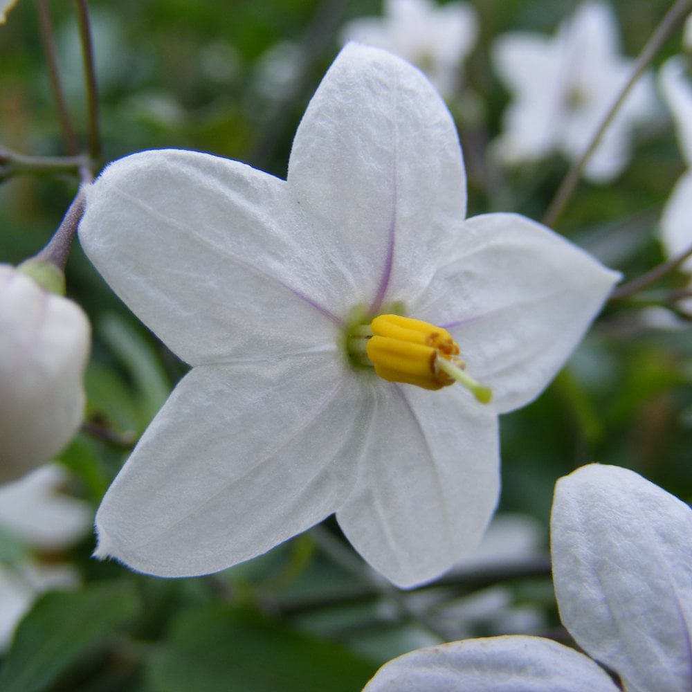Thompson and Morgan Solanum Jasminoides Album Plant Pot 3L 2 Pack Image 1
