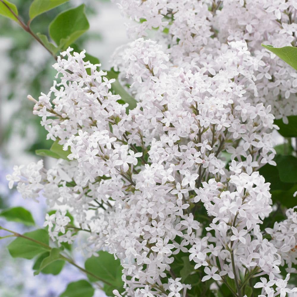Thompson and Morgan White Syringa Meyeri Flowerfesta Plant Pot 3L Image 1