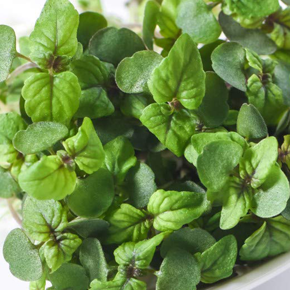 Thompson and Morgan Microgreens Perilla Shiso Red Seeds Image 1