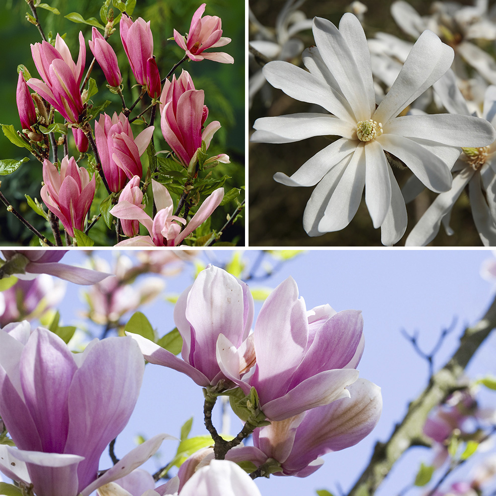 YouGarden Magnolia Collection Plant Pot 9cm 3 Pack Image 1