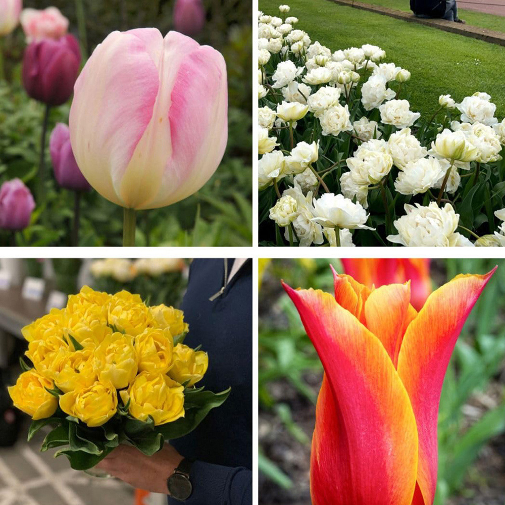 Thompson and Morgan Tulip Super Scented Collection Planting Bulb 64 Pack Image 1