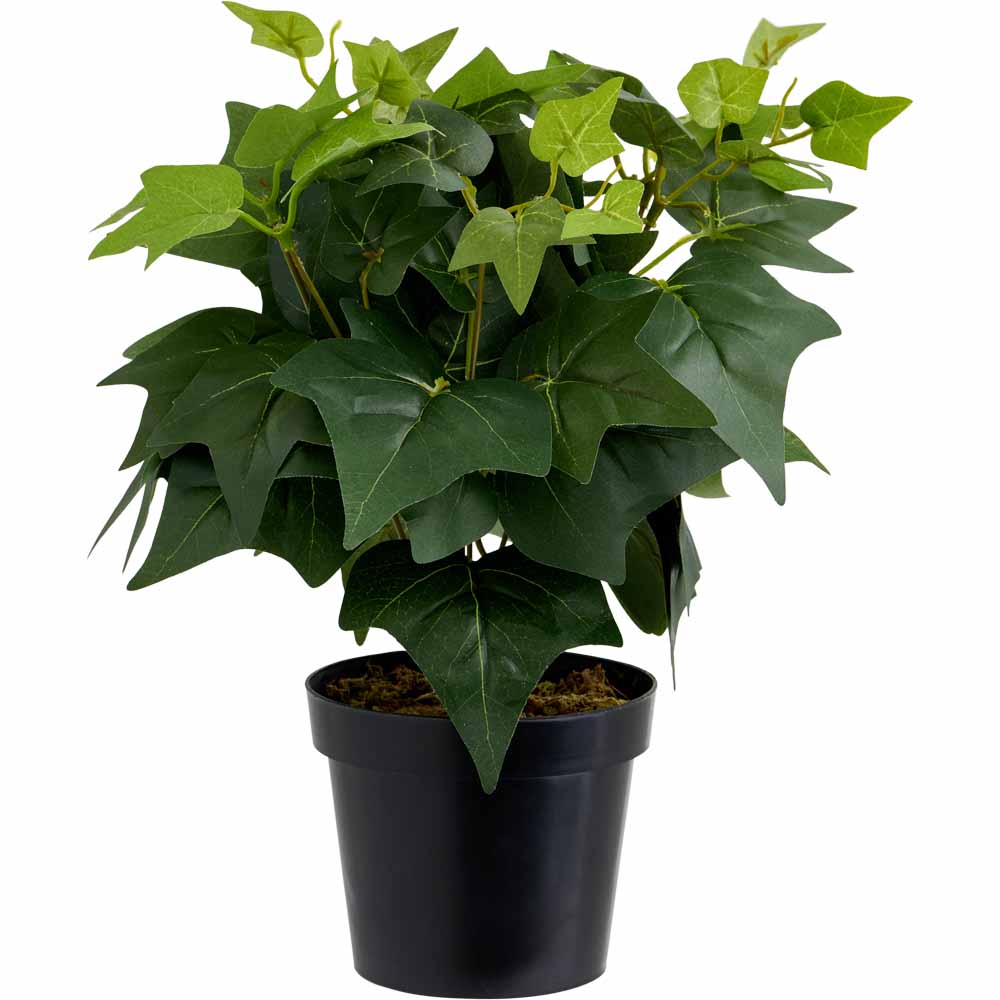 Wilko Ivy Potted Plant Image