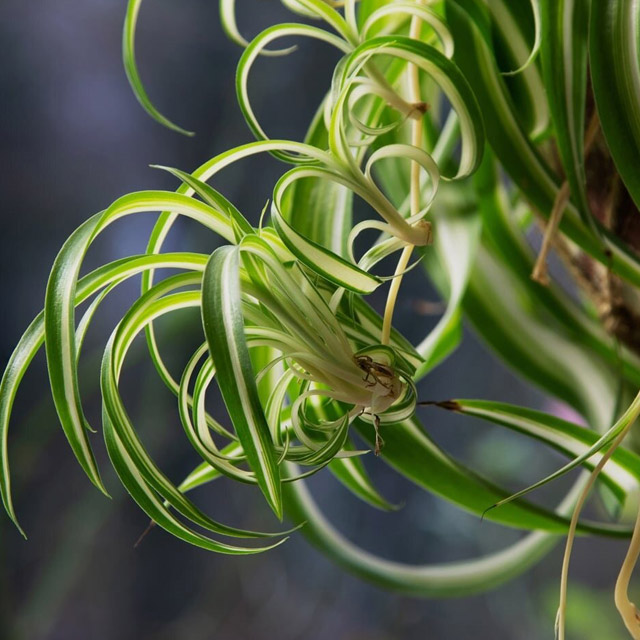 Spider Plant