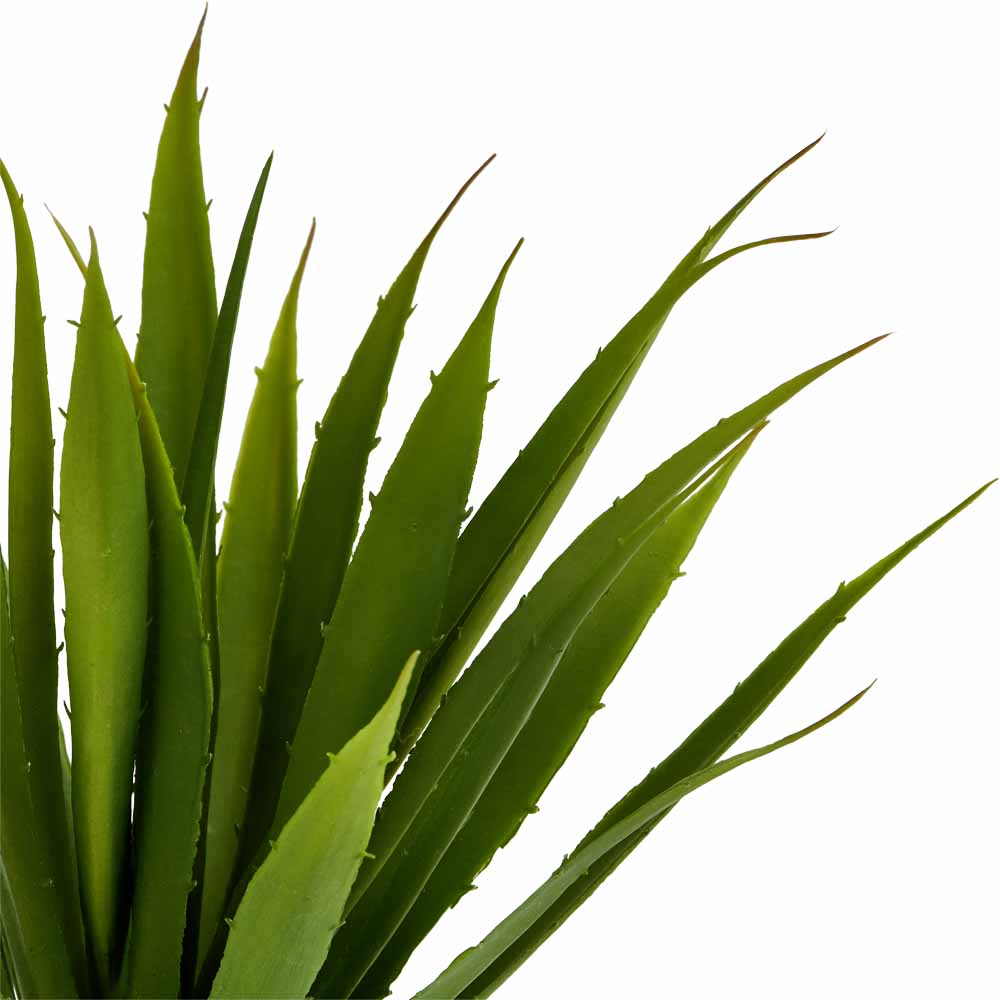 Wilko Agave Potted Plant Wilko