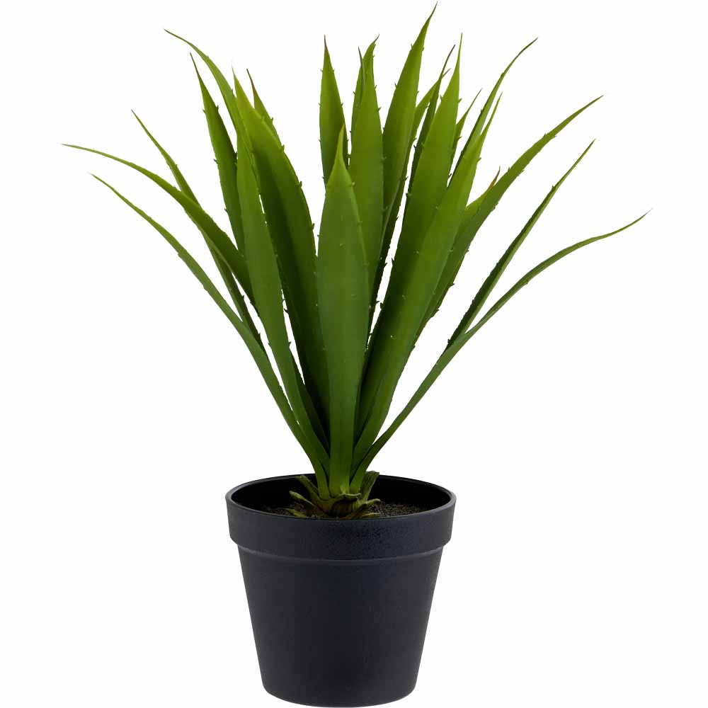 Wilko Agave Potted Plant