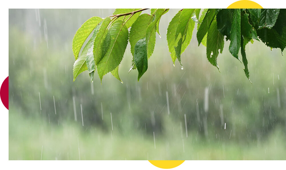 Dealing with standing water around your garden