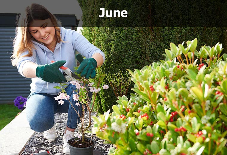 June garden to dos