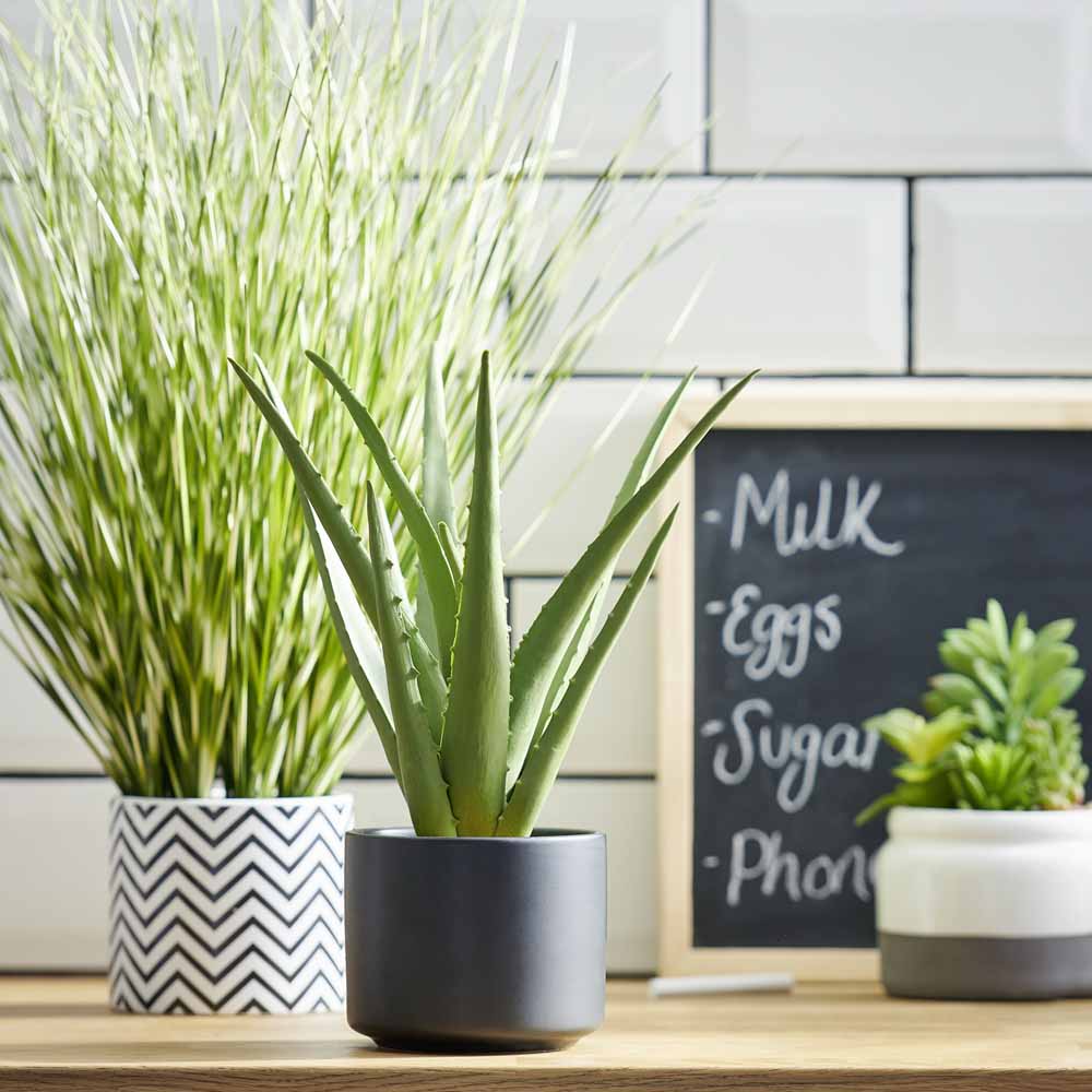 Wilko Aloe Vera in Black Ceramic Pot Wilko