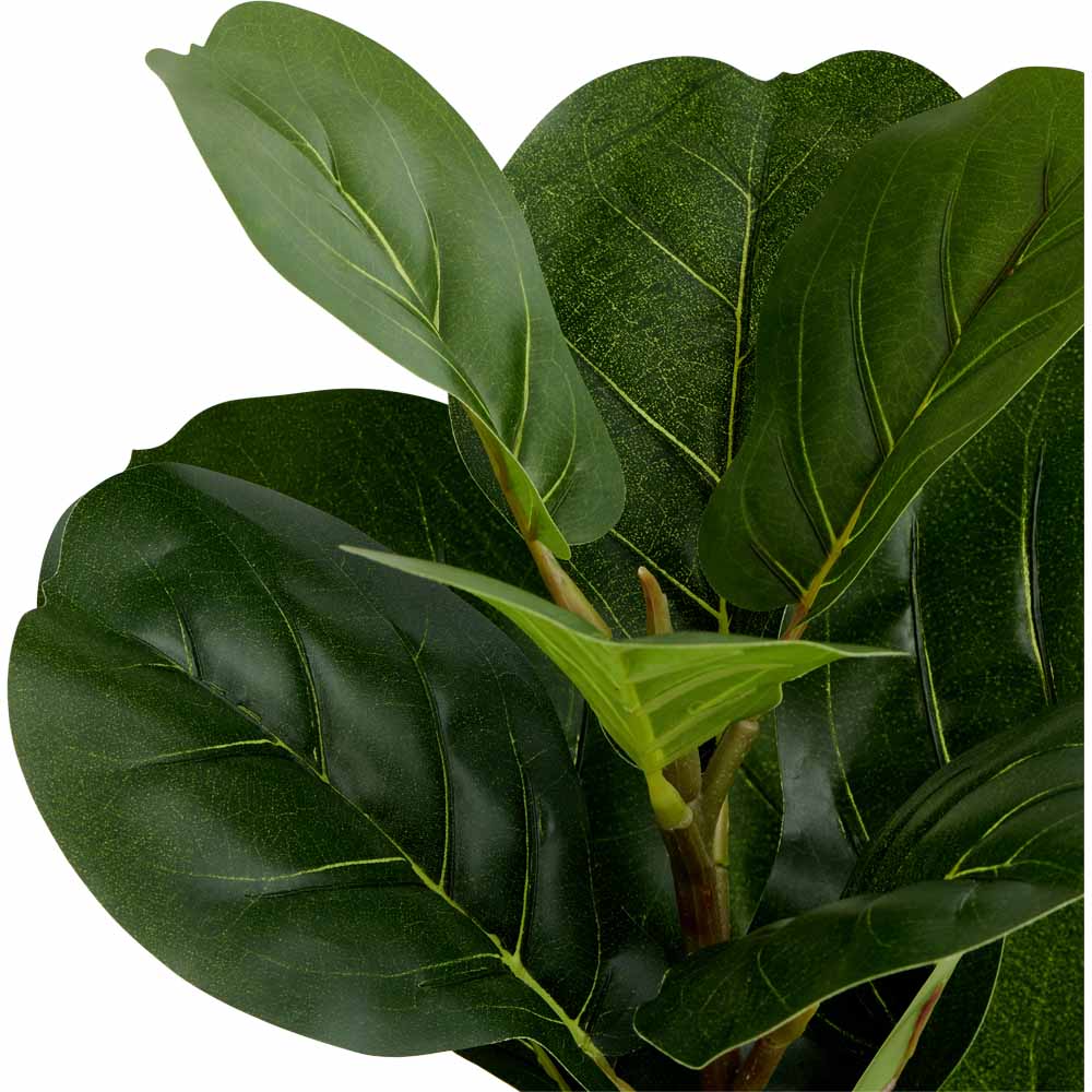 Wilko Fiddle Fig Potted Plant Image 2