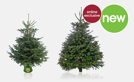 real christmas trees