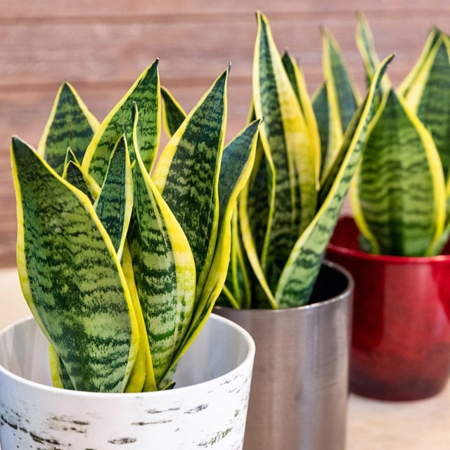 Snake Plant