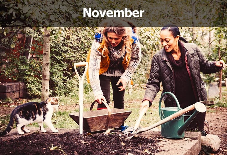 November garden