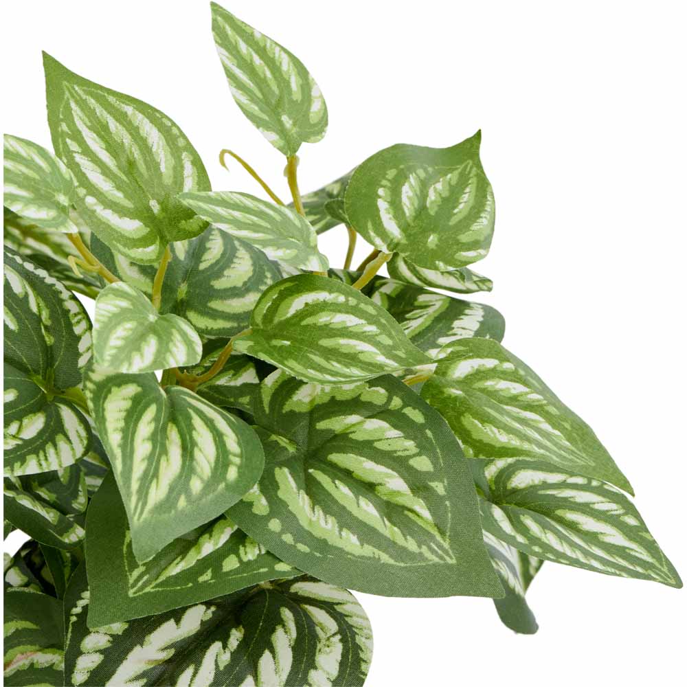 Wilko Variegated Arrow Head Vine Wilko