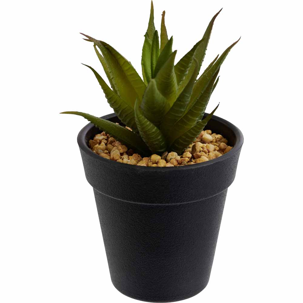 Wilko Mini Cactus in Plastic Pot Image 5