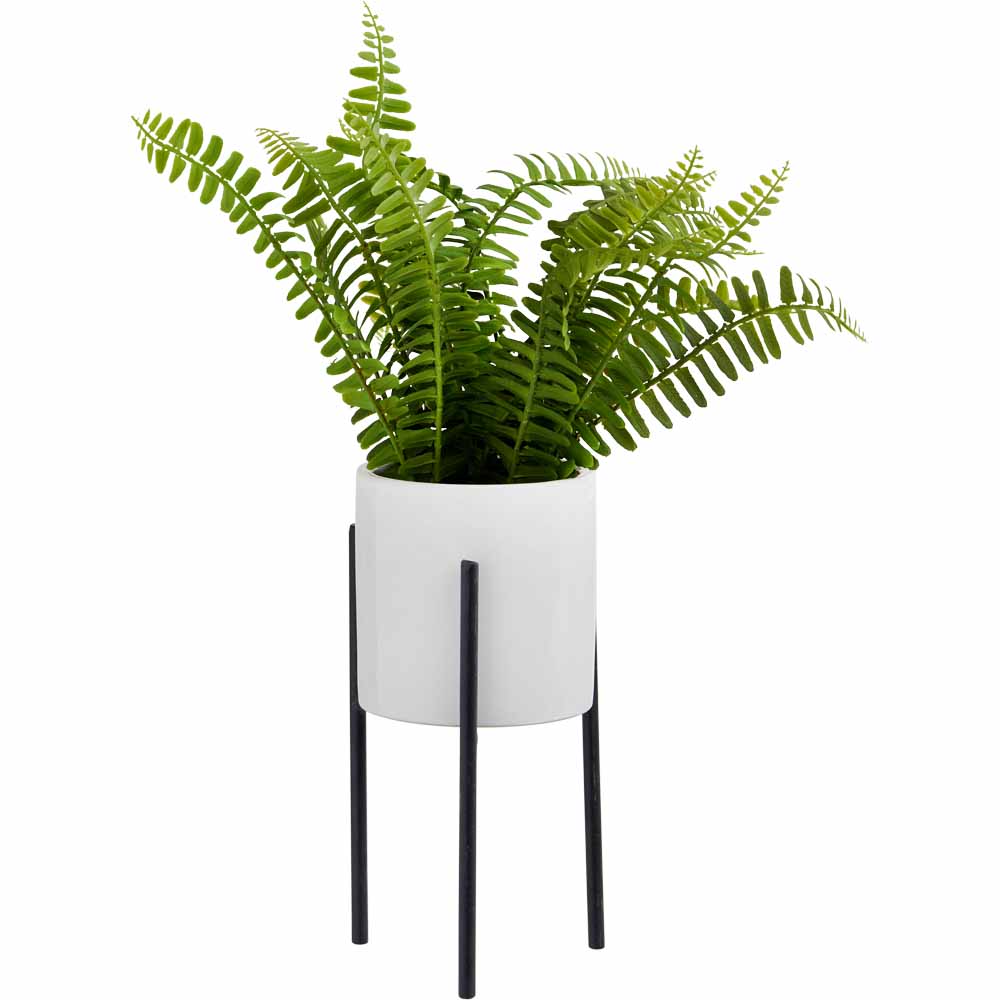 Wilko Fern in White Pot with Metal Stand Image 1