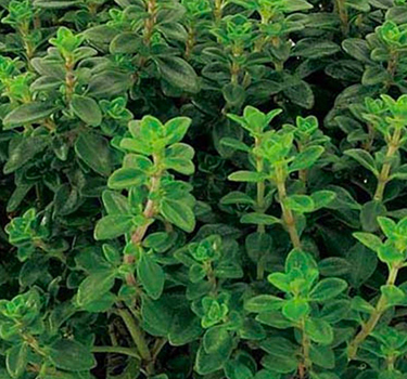 Shop Herb Seeds