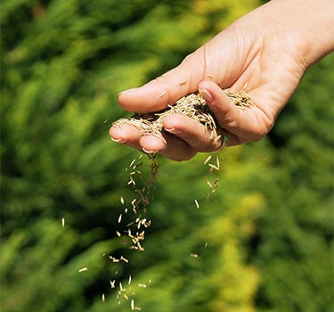 Lawn Seed