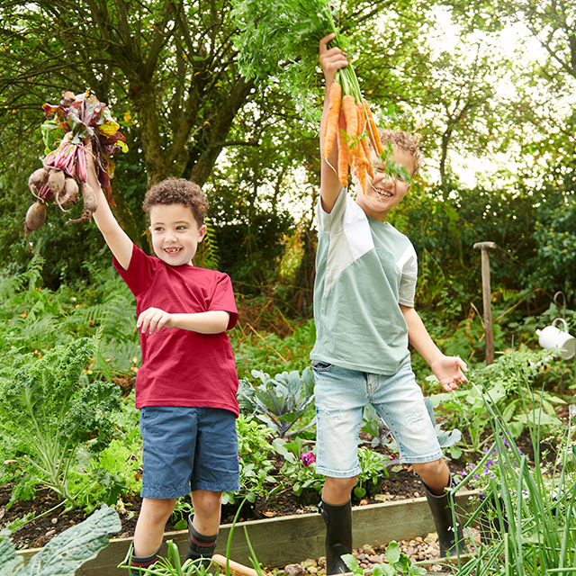 Vegetable garden