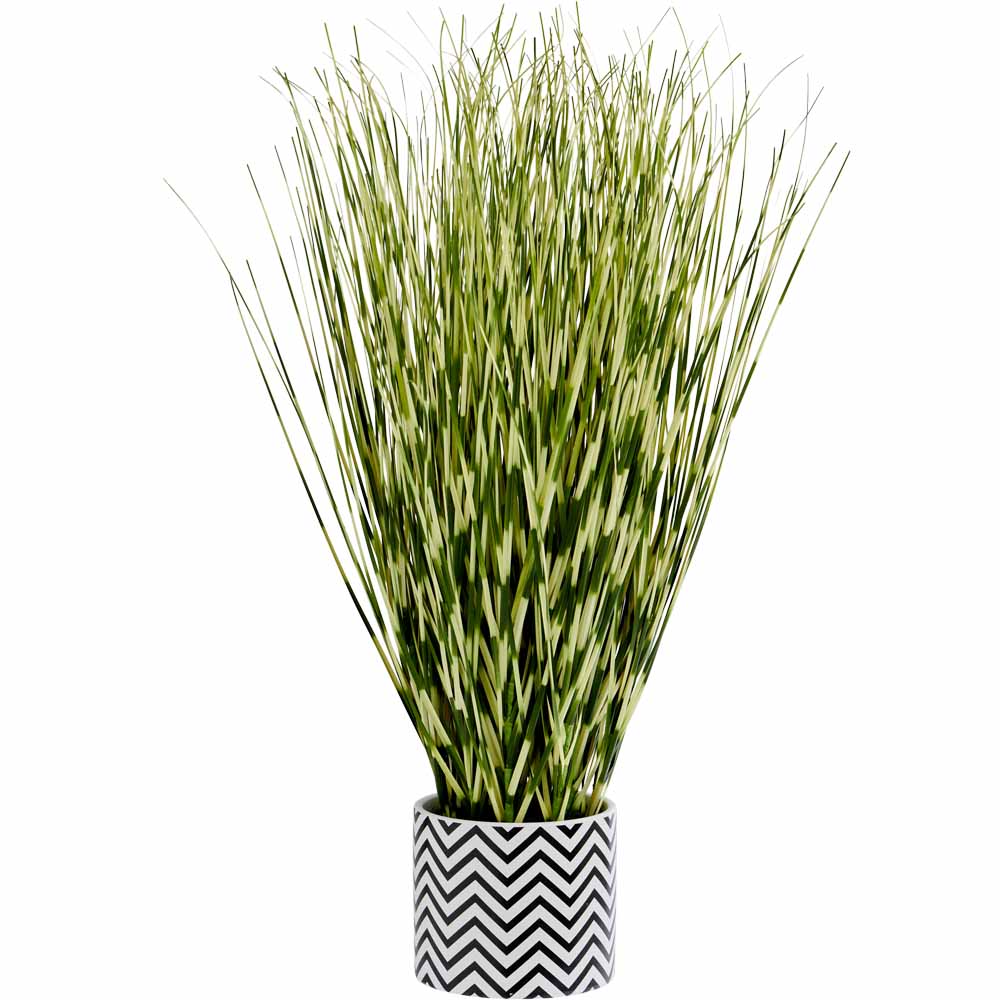 Wilko Zebra Grass in Cement Pot Image 1