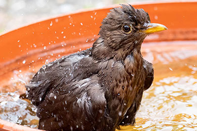 5 ways you can help wild birds in hot weather