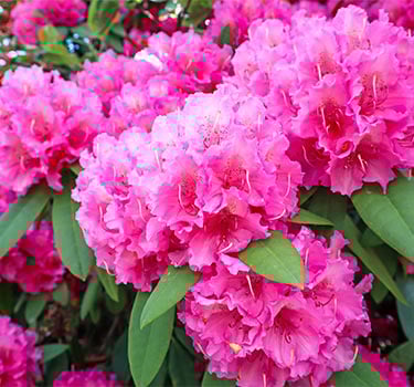 Plant Food For Special Plants