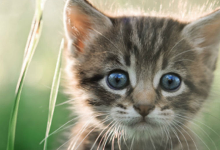 Kitten