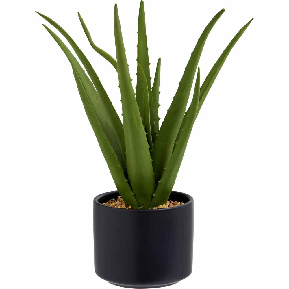 Wilko Aloe Vera in Black Ceramic Pot Image 1