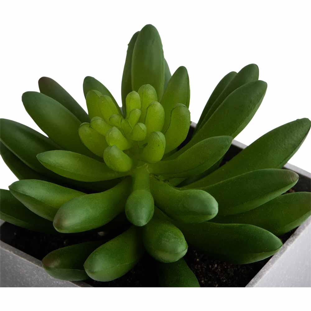 Wilko Mini Succulent in Grey Pot Image 8