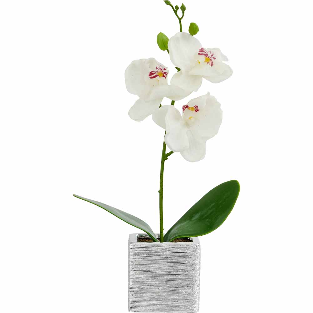 Wilko Orchid in Silver Pot Image 2