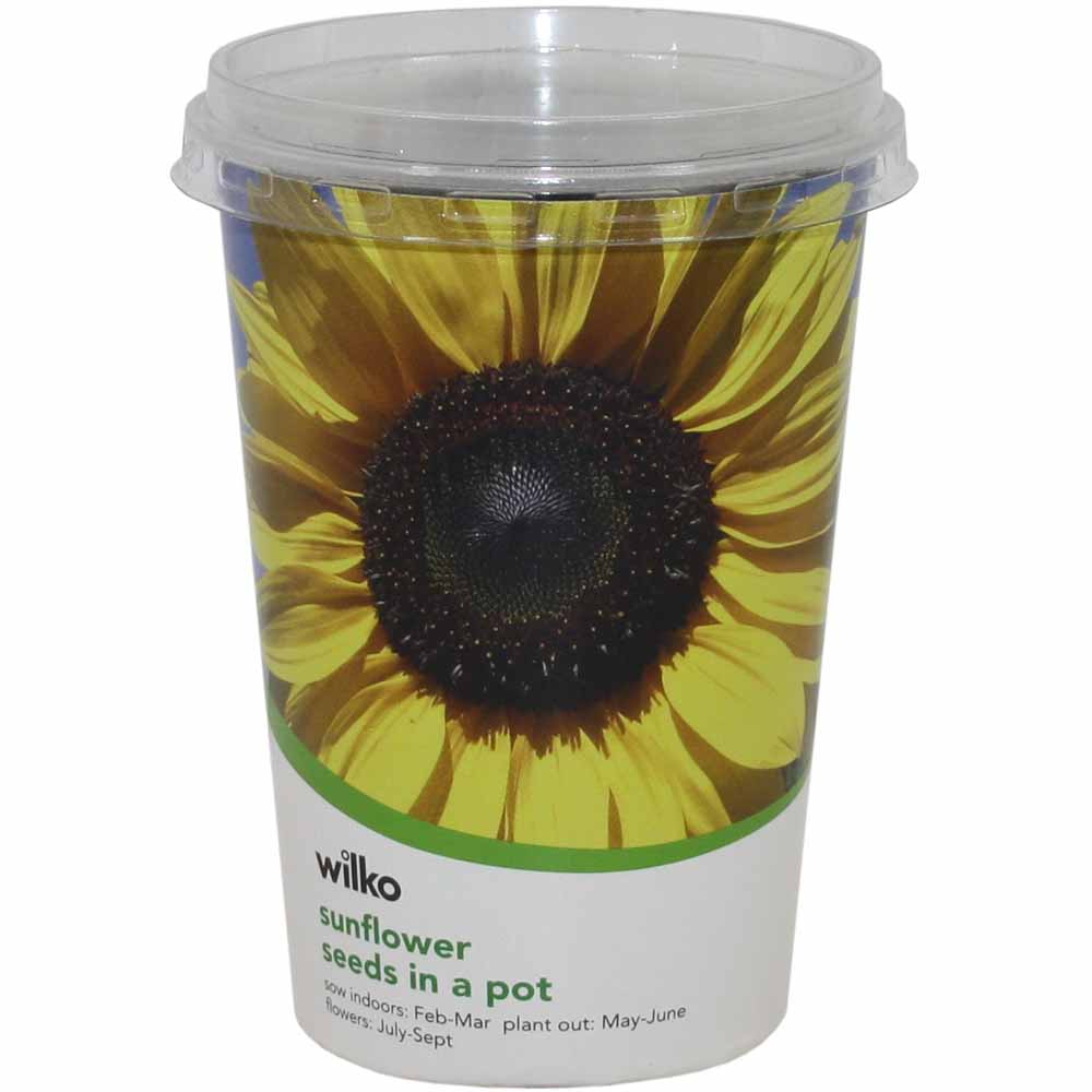 Wilko Grow Pot - Sunflower 10 x 10 x 13.3cm Image 2